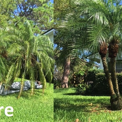 The Palms Tree Service, Inc Photo