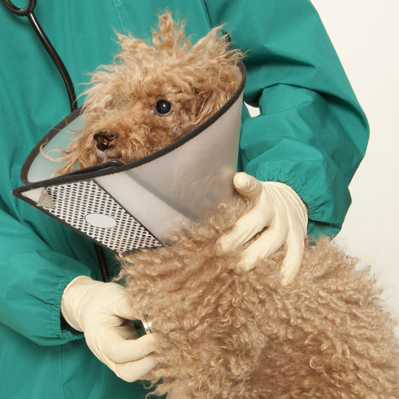 VeterinaryHospitals